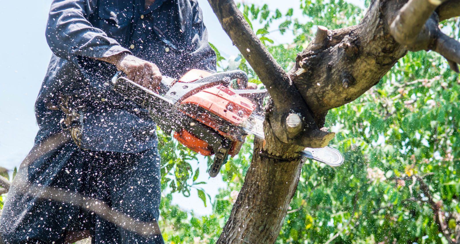 Vasquez Landscaping project