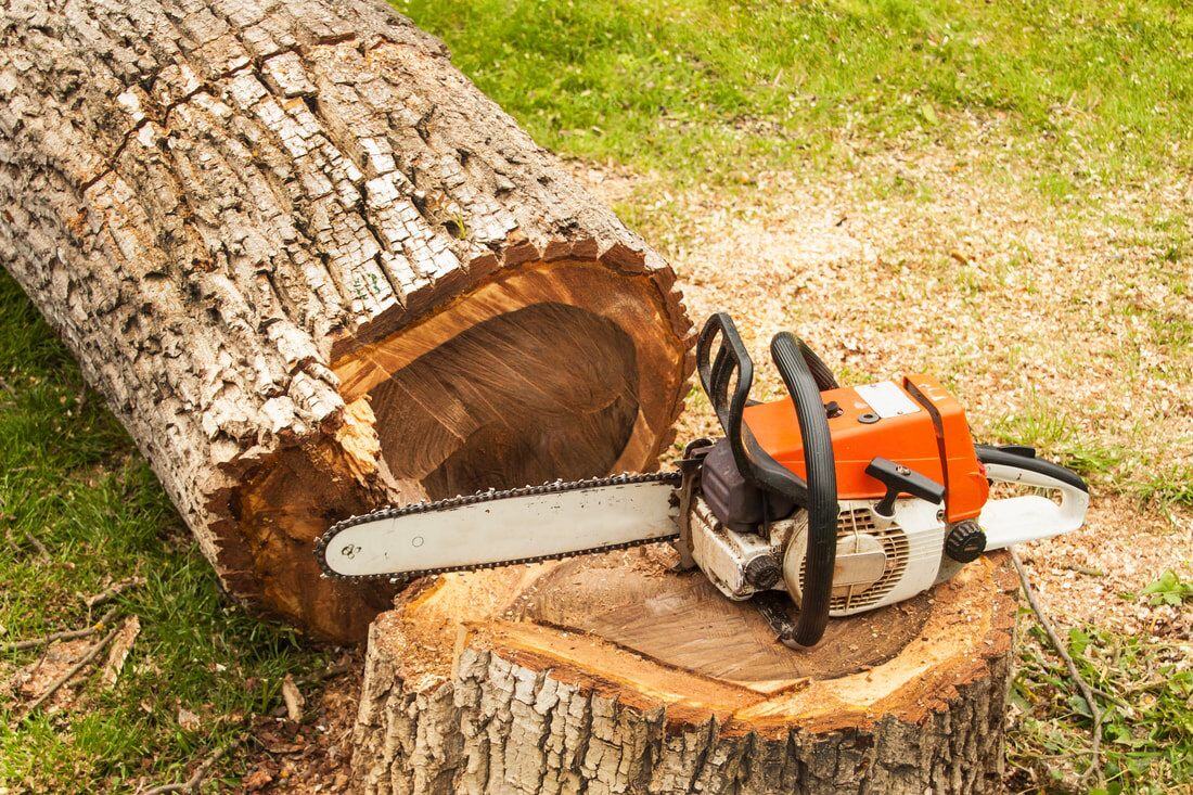 Tree trimming